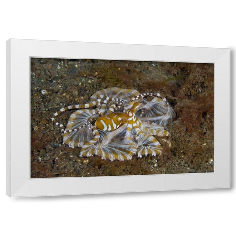 Indonesia, Pantar Island Long-arm octopus White Modern Wood Framed Art Print by Shimlock, Jones