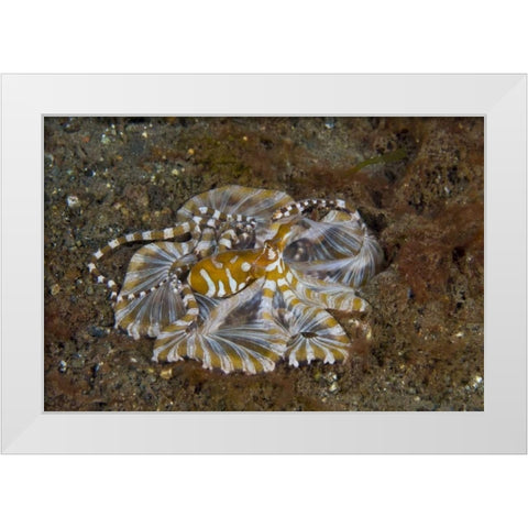 Indonesia, Pantar Island Long-arm octopus White Modern Wood Framed Art Print by Shimlock, Jones