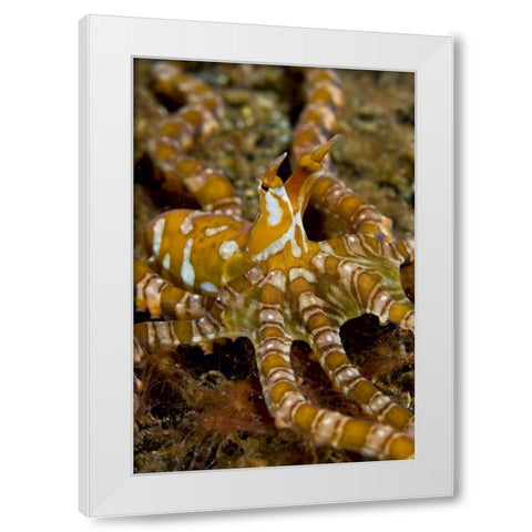 Indonesia, Pantar Island Long-arm octopus White Modern Wood Framed Art Print by Shimlock, Jones