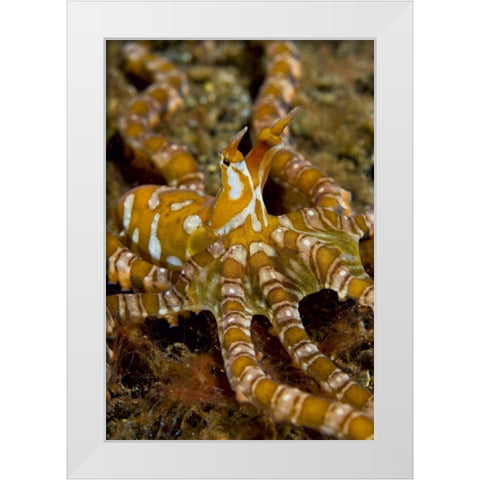 Indonesia, Pantar Island Long-arm octopus White Modern Wood Framed Art Print by Shimlock, Jones