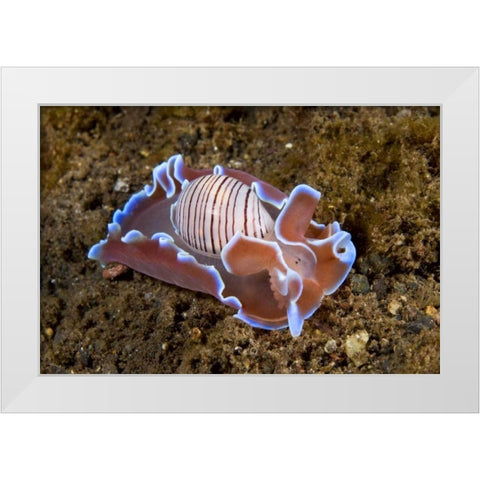 Indonesia, Pantar Isl Nocturnal mollusk in ocean White Modern Wood Framed Art Print by Shimlock, Jones