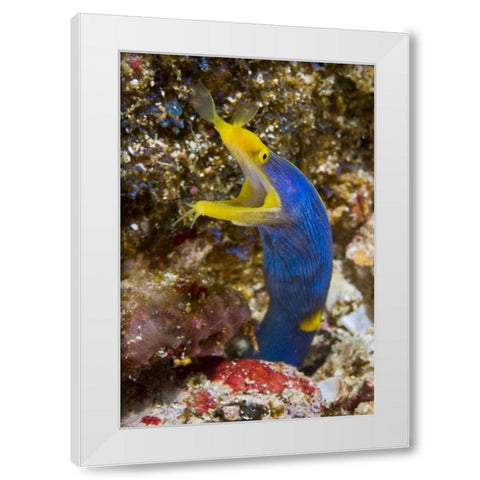 Indonesia, Suangi Island Colorful ribbon eel White Modern Wood Framed Art Print by Shimlock, Jones