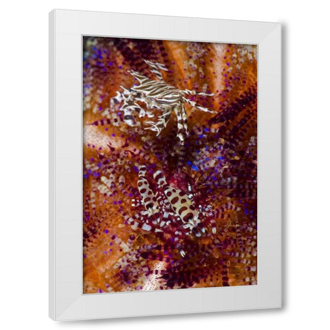 Indonesia, Adonara Isl Invertebrates and urchins White Modern Wood Framed Art Print by Shimlock, Jones