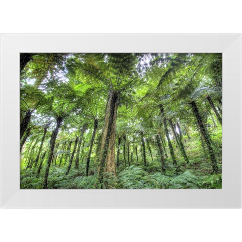 Indonesia, Bali View of vegetation in a Garden White Modern Wood Framed Art Print by Shimlock, Jones