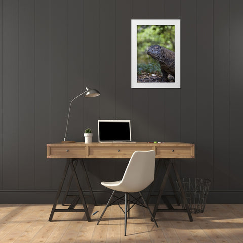 Close-up of Komodo dragon, Komodo NP, Indonesia White Modern Wood Framed Art Print by Shimlock, Jones