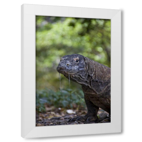 Close-up of Komodo dragon, Komodo NP, Indonesia White Modern Wood Framed Art Print by Shimlock, Jones