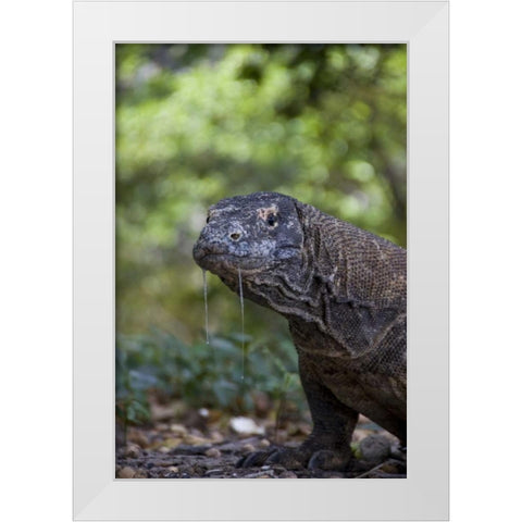 Close-up of Komodo dragon, Komodo NP, Indonesia White Modern Wood Framed Art Print by Shimlock, Jones