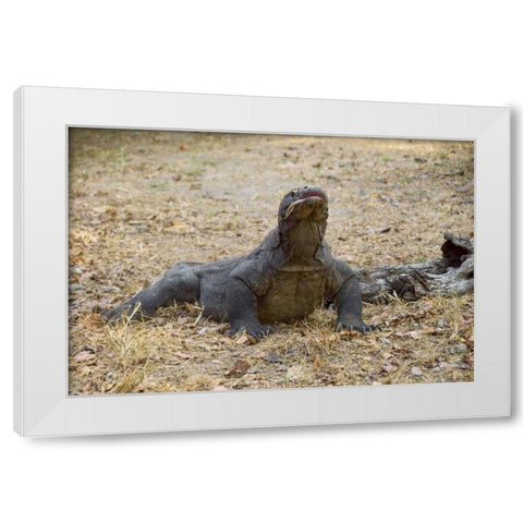 Close-up of Komodo dragon, Komodo NP, Indonesia White Modern Wood Framed Art Print by Shimlock, Jones