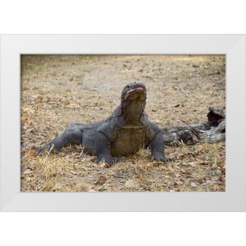 Close-up of Komodo dragon, Komodo NP, Indonesia White Modern Wood Framed Art Print by Shimlock, Jones