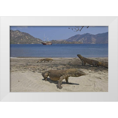 Komodo dragons on beach, Komodo NP, Indonesia White Modern Wood Framed Art Print by Shimlock, Jones