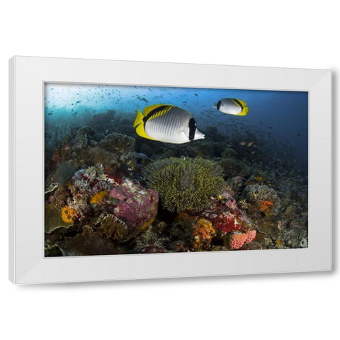 Indonesia, Komodo NP Lined butterflyfish White Modern Wood Framed Art Print by Shimlock, Jones