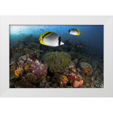 Indonesia, Komodo NP Lined butterflyfish White Modern Wood Framed Art Print by Shimlock, Jones