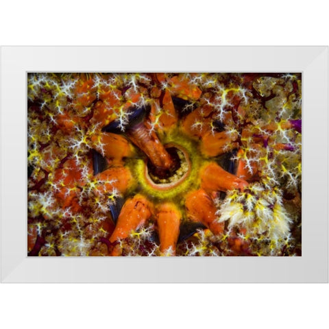 Indonesia, Komodo NP Sea cucumber feeding White Modern Wood Framed Art Print by Shimlock, Jones