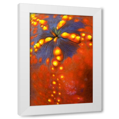 Indonesia, Komodo NP Sea cucumber variety White Modern Wood Framed Art Print by Shimlock, Jones