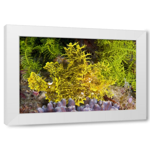 Indonesia, Komodo NP Weedy scorpionfish White Modern Wood Framed Art Print by Shimlock, Jones