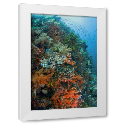 Indonesia, Komodo NP Lionfish swimming over reef White Modern Wood Framed Art Print by Shimlock, Jones