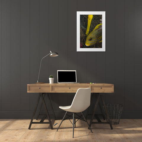 Indonesia A trumpetfish and sweetlip fish White Modern Wood Framed Art Print by Shimlock, Jones
