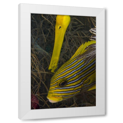 Indonesia A trumpetfish and sweetlip fish White Modern Wood Framed Art Print by Shimlock, Jones