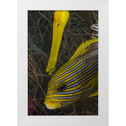 Indonesia A trumpetfish and sweetlip fish White Modern Wood Framed Art Print by Shimlock, Jones