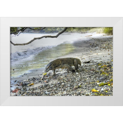 Komodo dragon on a beach, Komodo NP, Indonesia White Modern Wood Framed Art Print by Shimlock, Jones