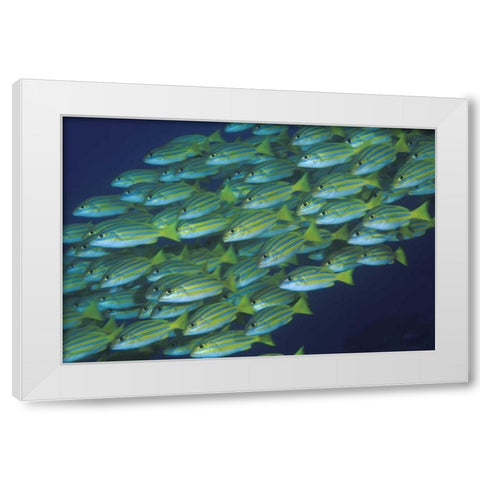 Indonesia, Komodo NP Schooling lined snappers White Modern Wood Framed Art Print by Shimlock, Jones