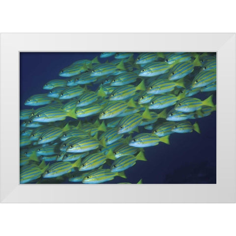 Indonesia, Komodo NP Schooling lined snappers White Modern Wood Framed Art Print by Shimlock, Jones