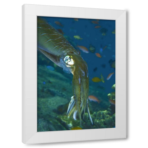 Close-up of a squid, Lembata Island, Indonesia White Modern Wood Framed Art Print by Shimlock, Jones