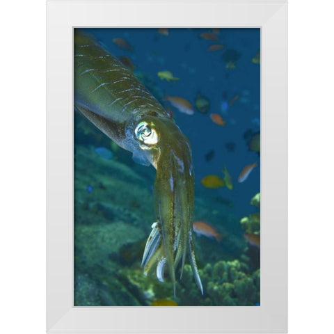 Close-up of a squid, Lembata Island, Indonesia White Modern Wood Framed Art Print by Shimlock, Jones