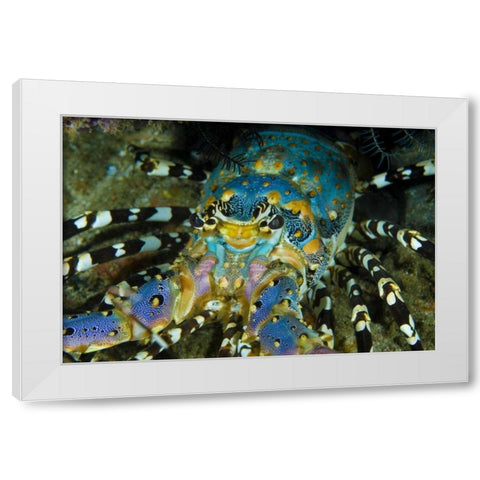 Lobster, Raja Ampat, Papua, Indonesia White Modern Wood Framed Art Print by Shimlock, Jones