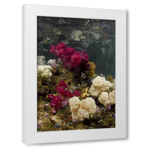 Indonesia, Papua, Raja Ampat Colorful reef White Modern Wood Framed Art Print by Shimlock, Jones