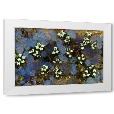 Indonesia Bluebell tunicates and marine life White Modern Wood Framed Art Print by Shimlock, Jones
