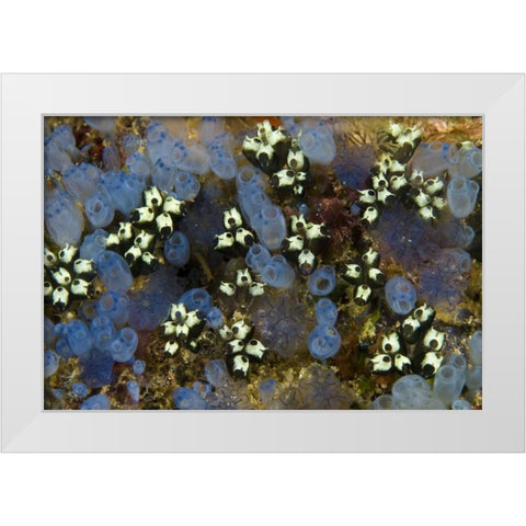 Indonesia Bluebell tunicates and marine life White Modern Wood Framed Art Print by Shimlock, Jones