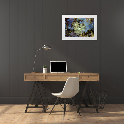 Bluebell tunicates and corals, Papua, Indonesia White Modern Wood Framed Art Print by Shimlock, Jones