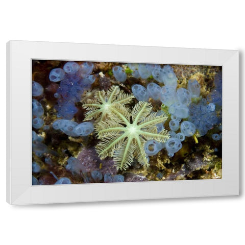 Bluebell tunicates and corals, Papua, Indonesia White Modern Wood Framed Art Print by Shimlock, Jones