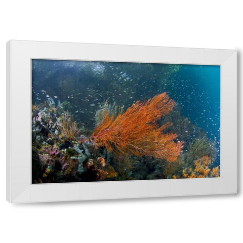 Indonesia, New Guinea Isl Corals in a mangrove White Modern Wood Framed Art Print by Shimlock, Jones
