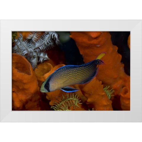 Indonesia, Papua, Raja Ampat Dottyback fish White Modern Wood Framed Art Print by Shimlock, Jones