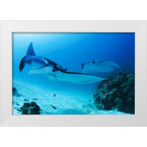 Indonesia, Papua, Manta Point Two manta rays White Modern Wood Framed Art Print by Shimlock, Jones