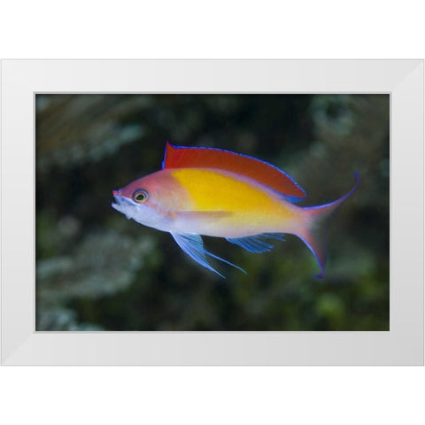 Indonesia, Papua, Raja Ampat Anthias fish White Modern Wood Framed Art Print by Shimlock, Jones