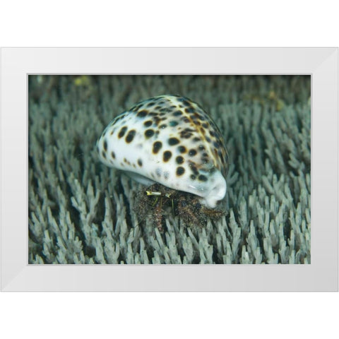 Hermit crab amid coral, Papua, Indonesia White Modern Wood Framed Art Print by Shimlock, Jones