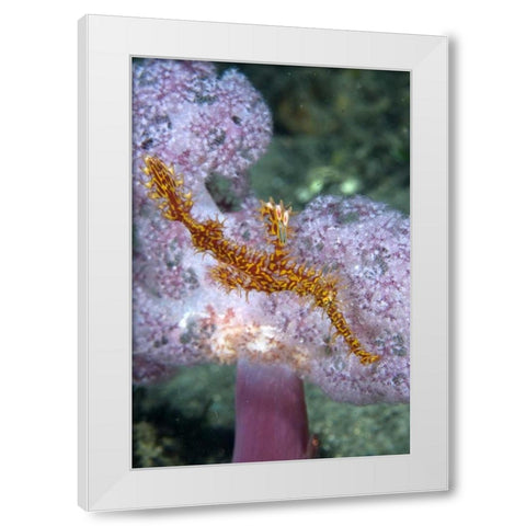 Indonesia, Papua, Raja Ampat Pipefish swimming White Modern Wood Framed Art Print by Shimlock, Jones