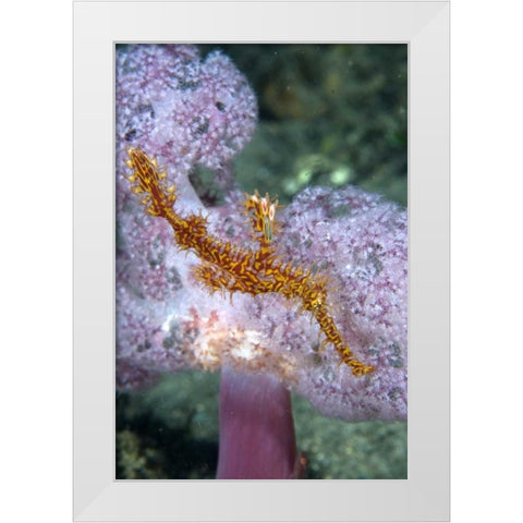Indonesia, Papua, Raja Ampat Pipefish swimming White Modern Wood Framed Art Print by Shimlock, Jones