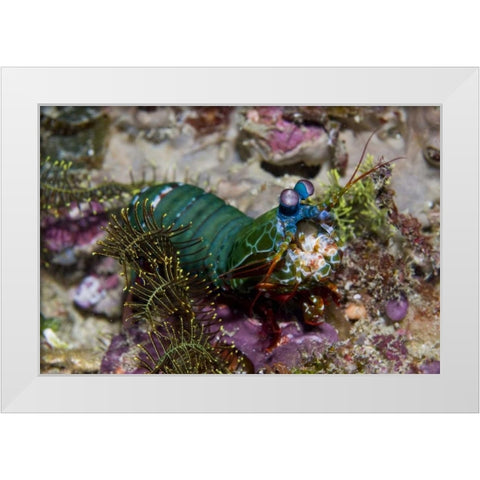 Mantis shrimp, New Guinea Island, Indonesia White Modern Wood Framed Art Print by Shimlock, Jones
