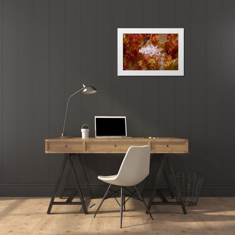 Indonesia, New Guinea Island Cowry mollusks White Modern Wood Framed Art Print by Shimlock, Jones