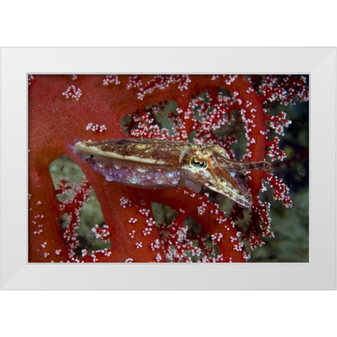 Cuttlefish amid corals, New Guinea Isl, Indonesia White Modern Wood Framed Art Print by Shimlock, Jones