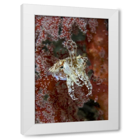 Indonesia, New Guinea Isl Cuttlefish amid corals White Modern Wood Framed Art Print by Shimlock, Jones