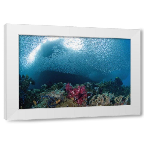 Indonesia School of silvery baitfish over coral White Modern Wood Framed Art Print by Shimlock, Jones