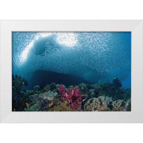 Indonesia School of silvery baitfish over coral White Modern Wood Framed Art Print by Shimlock, Jones