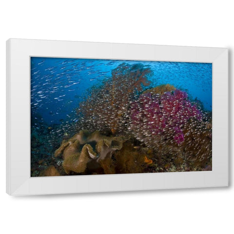 Indonesia Silvery glassfish swim past coral White Modern Wood Framed Art Print by Shimlock, Jones