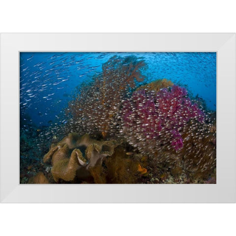Indonesia Silvery glassfish swim past coral White Modern Wood Framed Art Print by Shimlock, Jones