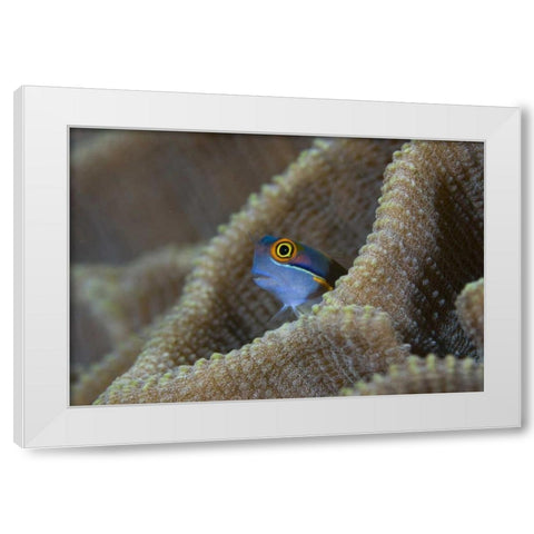 Blenny fish inside coral reef, Indonesia White Modern Wood Framed Art Print by Shimlock, Jones